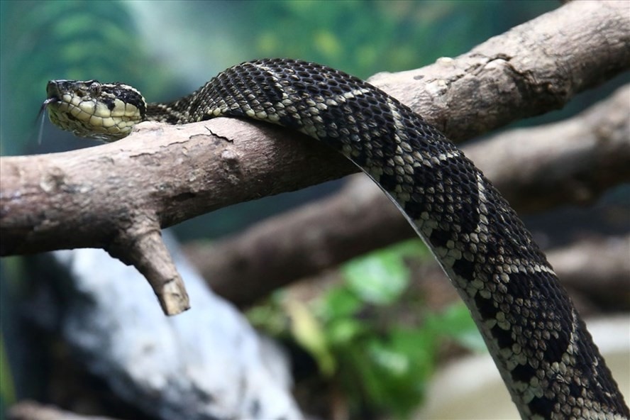 Loài rắn độc jararacussu được sử dụng cho nghiên cứu điều trị COVID-19 ở Brazil. Ảnh: University of Sao Paulo