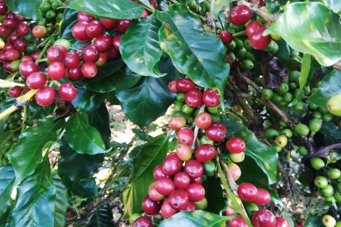 Cà phê Arabica được trồng tại vùng Hướng Hoá, Quảng Trị. Ảnh: Tâm Phùng.