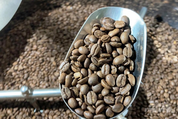 Sản phẩm cà phê Arabica được đánh giá có chất lượng thơm ngon, chinh phục được nhiều khách hàng Âu - Mỹ. Ảnh: Công Điền.