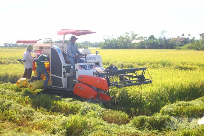 Nông dân Quảng Trị đang tập trung phương tiện máy móc để thu hoạch lúa Hè Thu. Ảnh: CĐ.