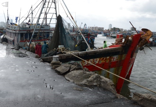 Lực lượng chức năng hỗ trợ ngư dân dọn dẹp ngư lưới cụ, chằng chống tàu thuyền tại Âu thuyền Thọ Quang (quận Sơn Trà). (Ảnh: Quốc Dũng/TTXVN)
