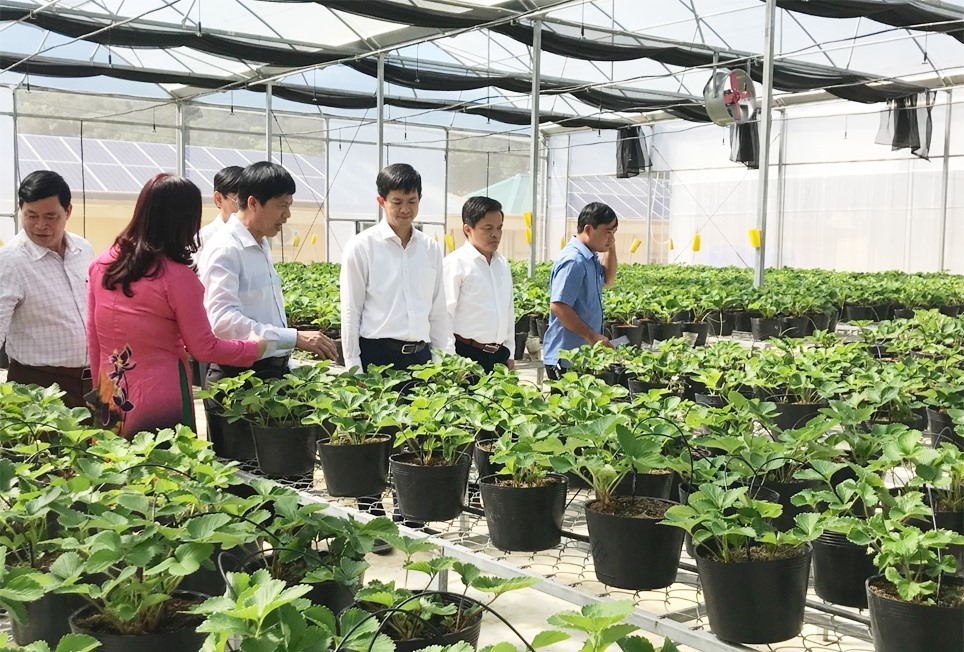 Mô hình trồng cây dâu tây trên đèo Sa Mù huyện Hướng Hóa, Quảng Trị thu hút khách tham quan và người dân đến học kinh nghiệm. (Ảnh Đình Phục)