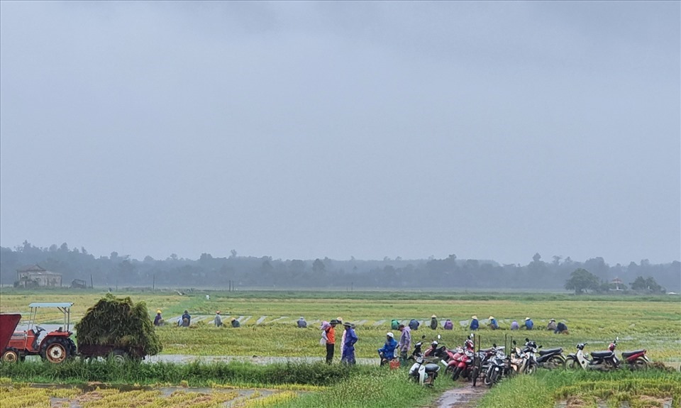 Ảnh hưởng bão số 5, những ngày này tại địa bàn tỉnh Quảng Trị vẫn còn mưa rải rác. Dưới trời mưa, trên cánh đồng lúa xã Vĩnh Sơn, huyện Vĩnh Linh, tỉnh Quảng Trị tập trung đông người để thu hoạch lúa thủ công.