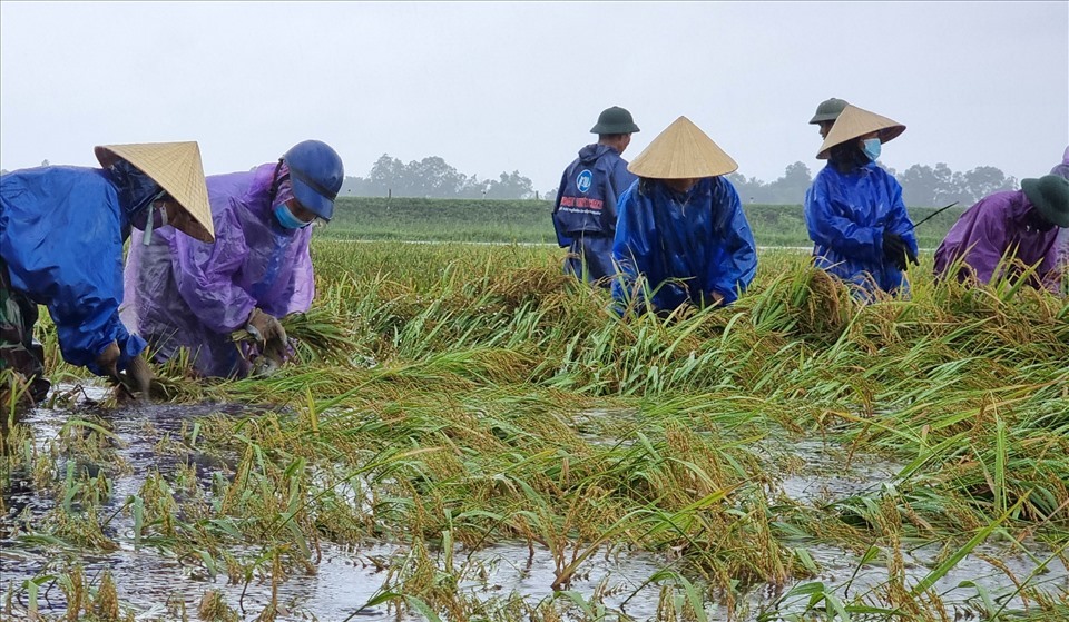 Gia đình bà Nguyễn Thị Lan ở thôn Lê Xá, xã Vĩnh Sơn có gần 2 mẫu lúa nước. Lúa chưa chín tới, nghe bão vào gia đình gọi máy gặt nhưng không có. Gặt tay không được bao nhiêu thì mưa gió ập đến khiến lúa bị ngập sâu.