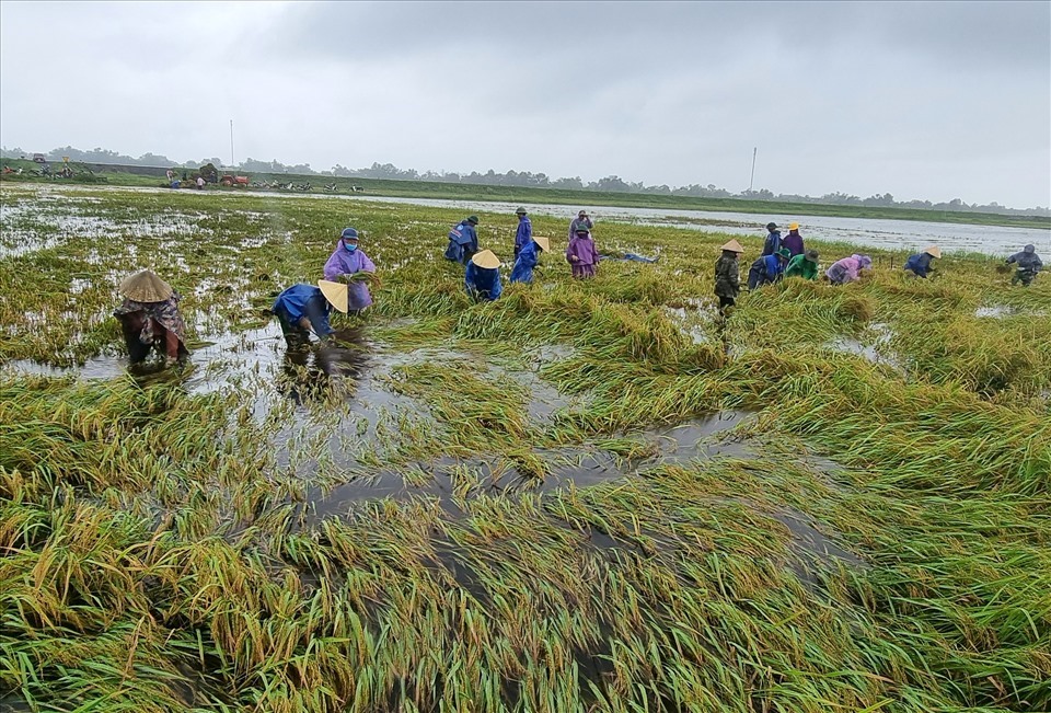2 hôm nay, Chi hội Phụ nữ thôn Lê Xá và bà con làng xóm của bà Nguyễn Thị Lan ra đồng hô trợ gặt lúa bằng tay. Cây lúa gặp mưa lớn, nước dâng cao ngã rạp, nên gặt rất lâu.