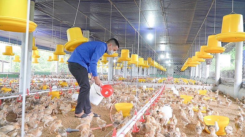 Anh Nguyễn Đức Bảo đang chăm sóc đàn gà - Ảnh: A.V