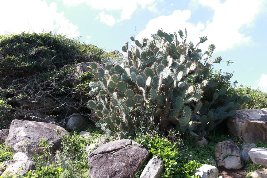 Xương rồng là cây đặc trưng chịu hạn ở Khu dự trữ sinh quyển Núi Chúa. (Ảnh: Nguyễn Thành/TTXVN)