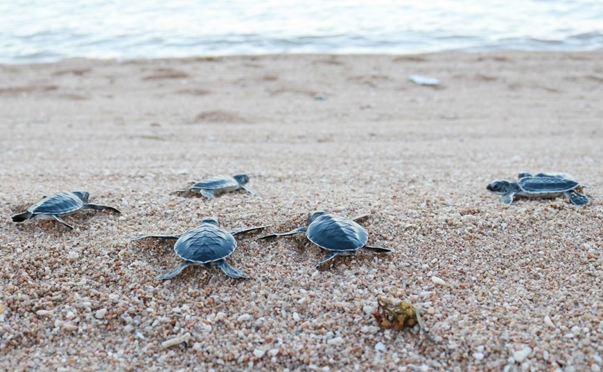 Cá thể rùa trưởng thành thuộc bộ rùa biển gồm rùa xanh, đồi mồi và quản đồng được thả về lại môi trường sống tự nhiên ở Khu dự trữ sinh quyển Núi Chúa. (Ảnh: Nguyễn Thành/TTXVN)
