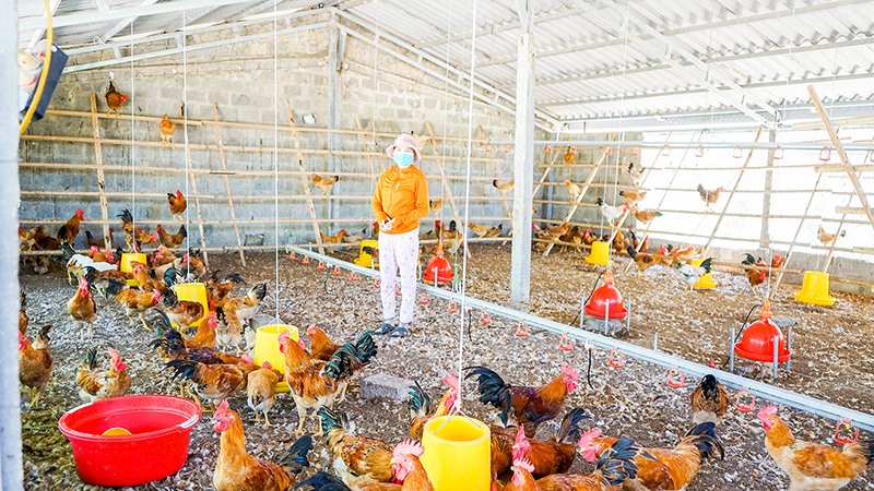 Mô hình nuôi gà thịt của chị Trương Thị Thanh Tâm cho thu nhập từ 20 - 30 triệu đồng/tháng -Ảnh: L.A