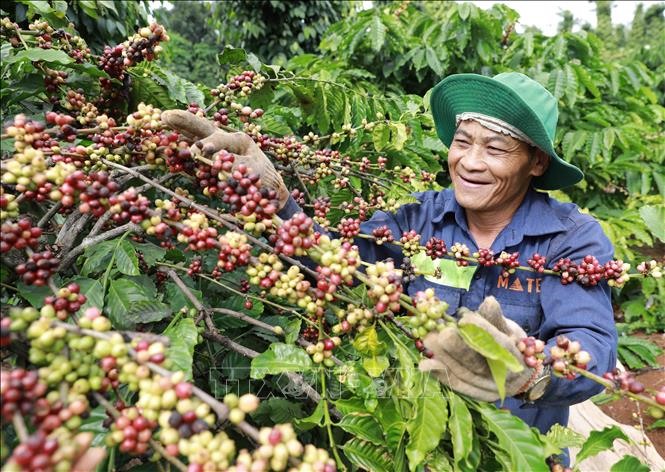 Nông dân xã Ea Kao, TP Buôn Mê Thuột thu hoạch cà phê được sản xuất trồng xen canh với cây tiêu theo khuyến cáo của ngành nông nghiệp cho hiệu quả kinh tế cao. Ảnh: Vũ Sinh/TTXVN