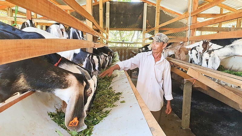 Mô hình nuôi dê sinh sản nhốt chuồng của ông Võ Xuân Thủy mang lại hiệu quả kinh tế rất khả quan-Ảnh: THỤC QUYÊN