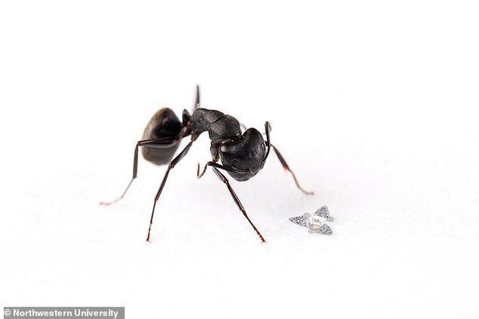 So sánh kích thước của một “vi mạch bay” với một con kiến thông thường. Ảnh: Đại học Northwestern