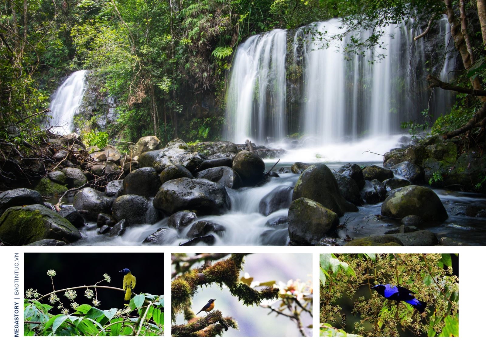 Khu du lịch núi Lang Biang; nhím bạch tạng và cầy vằn Chrotogale owstoni quý hiếm tại Vườn quốc gia Bidoup - Núi Bà.