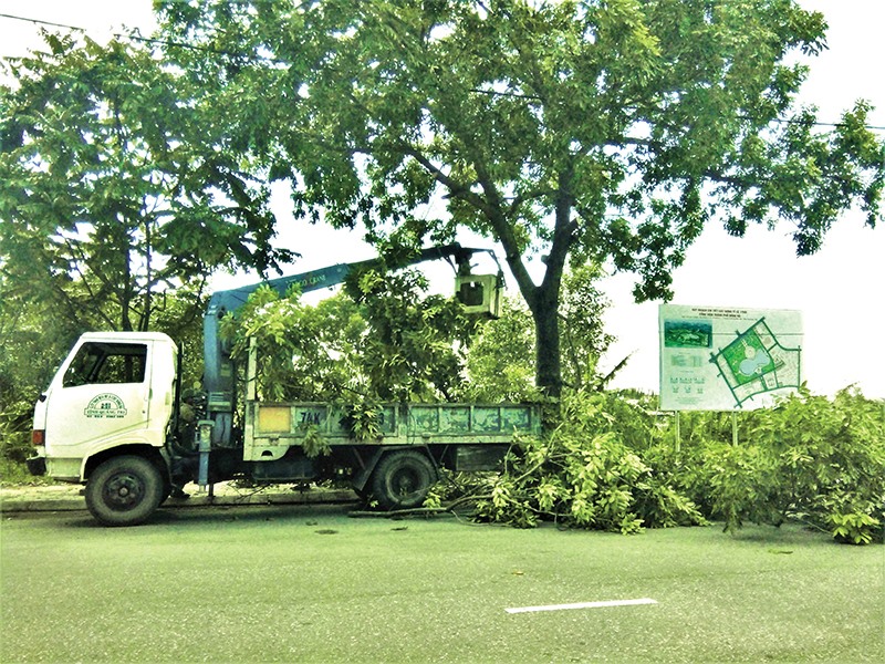 Chặt tỉa cây xanh ở TP. Đông Hà