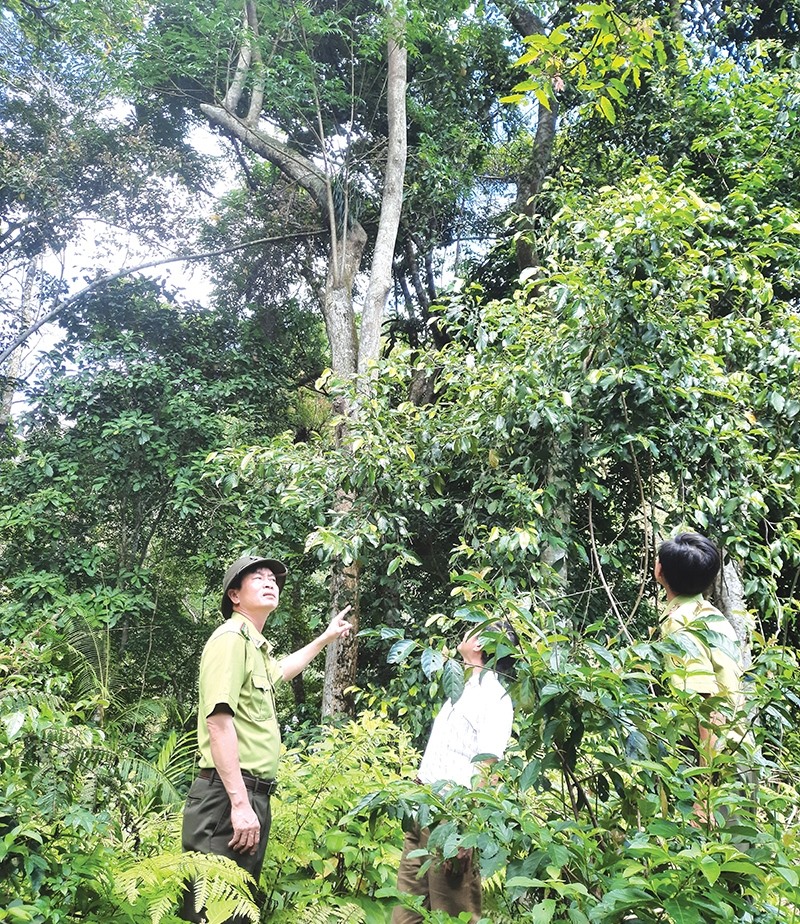 Tuần tra bảo vệ rừng ở Hướng Hoá