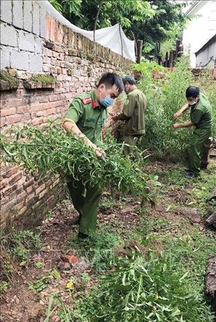 Lực lượng Công an huyện Tam Dương, tỉnh Vĩnh Phúc tiến hành nhổ bỏ, thu giữ toàn bộ số cây cần sa trồng trái phép tại gia đình ông Nguyễn Văn Hội. Ảnh: TTXVN phát