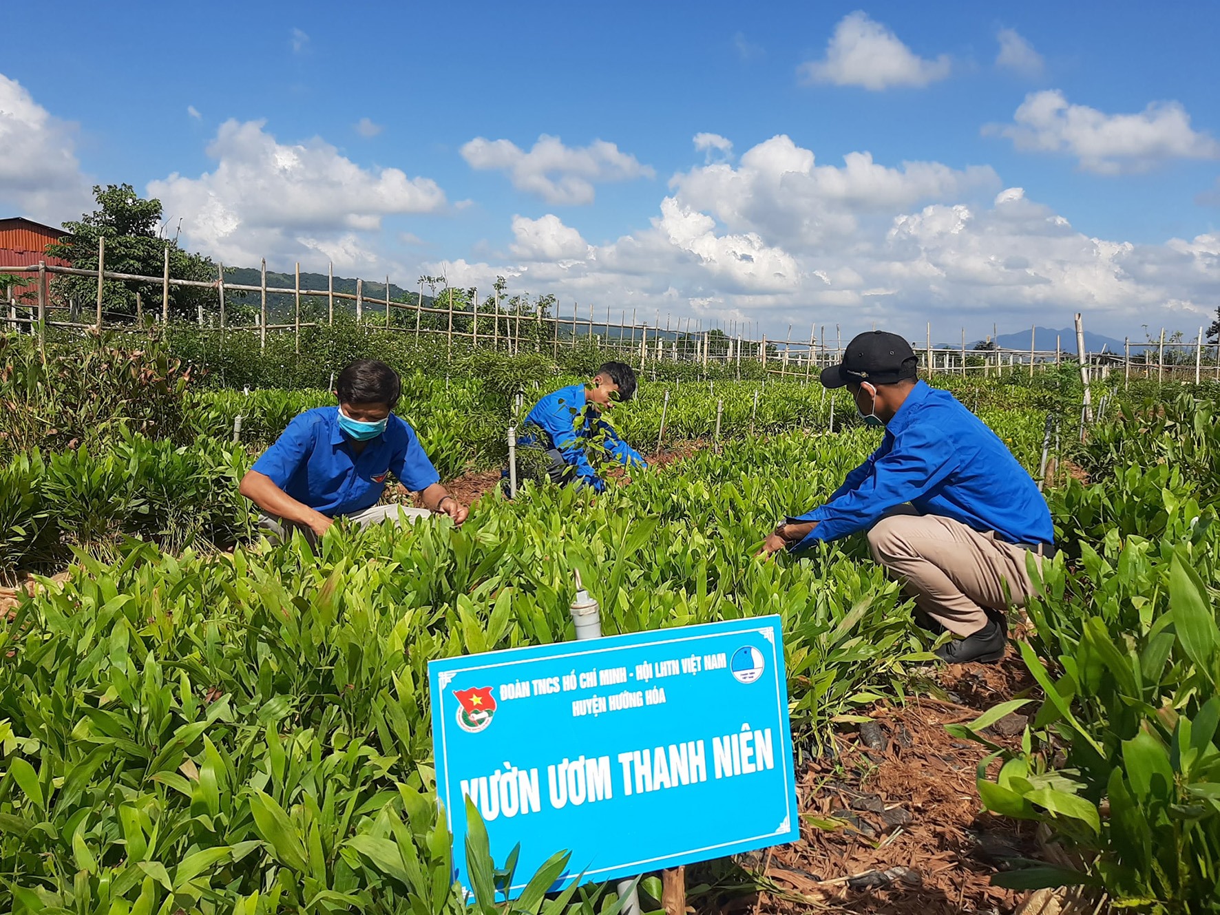 Đoàn viên thanh niên huyện Hướng Hóa chăm sóc vườn cây giống-Ảnh Bích Liên