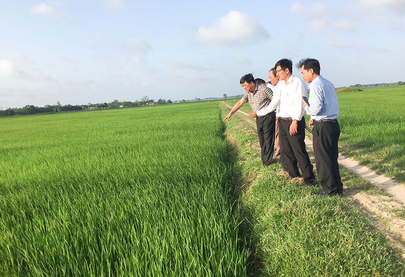 Lãnh đạo Tổng Công ty Thương mại Quảng Trị và Hợp tác xã Nông sản sạch CTTN Triệu Phong kiểm tra sự sinh trưởng của cây lúa - Ảnh: Đ.T