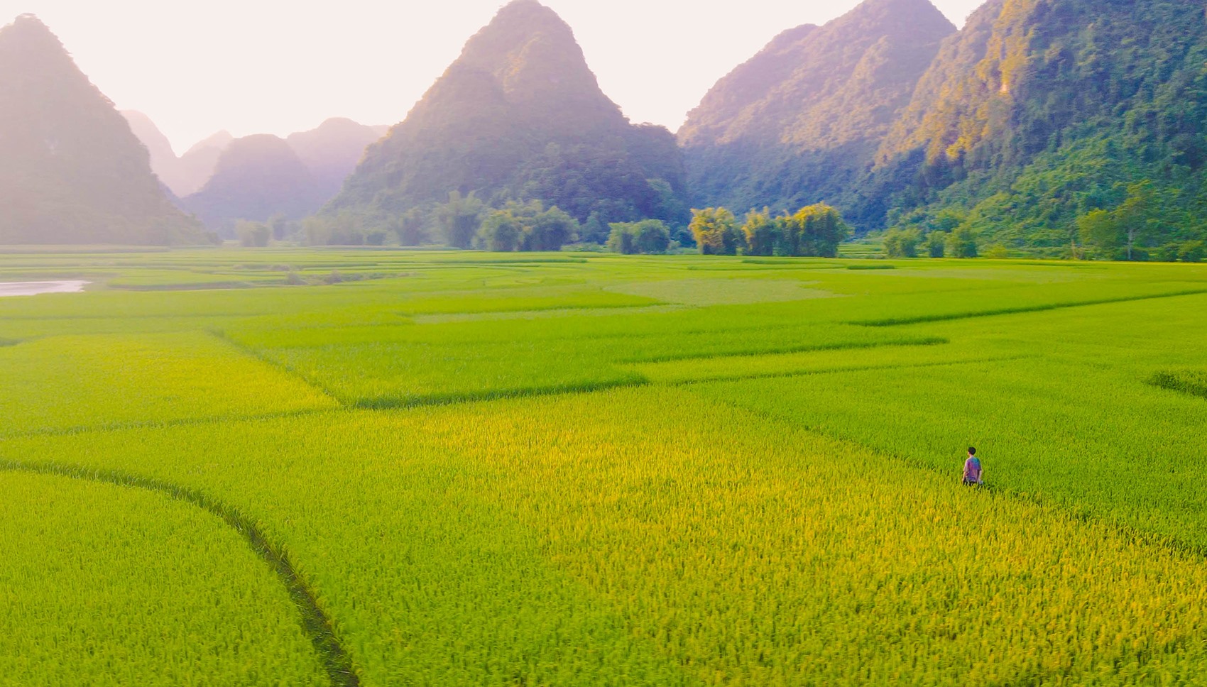 Thung lũng Phong Nậm đang bắt đầu vào mùa lúa chuyển màu