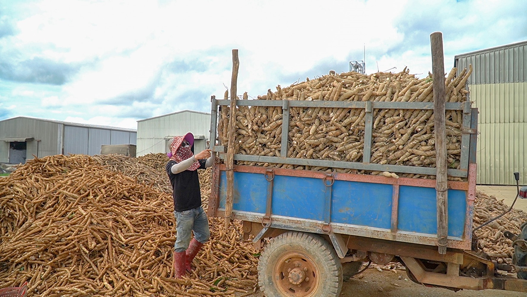 Thu mua sắn của nông dân tại Nhà máy Tinh bột sắn An Thái -Ảnh: Anh Vũ