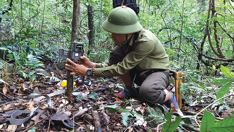 Nhân viên Khu Bảo tồn thiên nhiên Bắc Hướng Hóa đặt máy bẫy ảnh động vật trong rừng bảo tồn -Ảnh: Đ.N