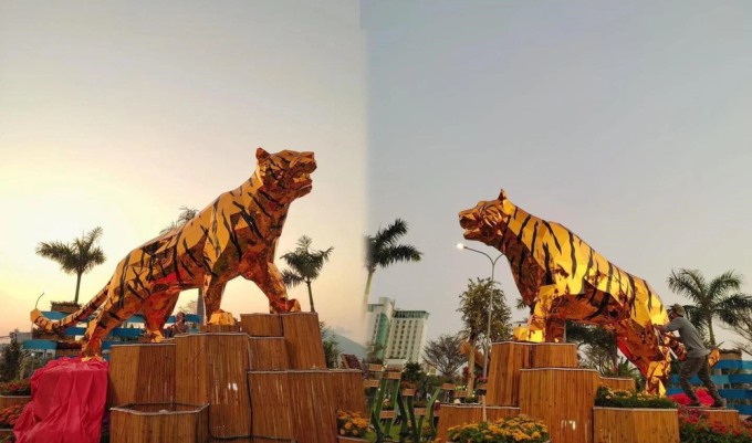 Hổ Phú Yên óng ánh như dát vàng, dáng đứng oai vệ.