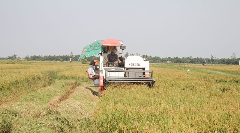 Đưa máy móc vào thu hoạch vụ mùa ở xã Gio Quang, huyện Gio Linh - Ảnh: T.L