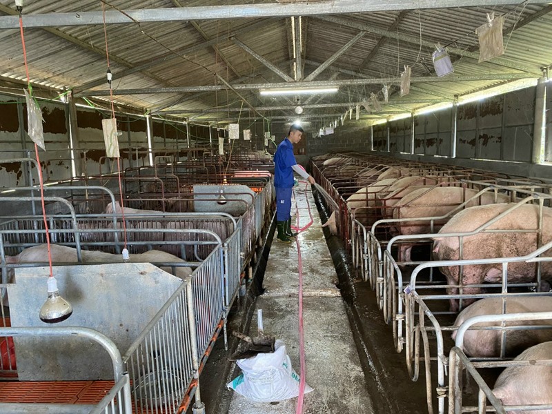 Mô hình nuôi lợn công nghệ cao ở xã Tân Long, huyện Hướng Hóa - Ảnh: H.T