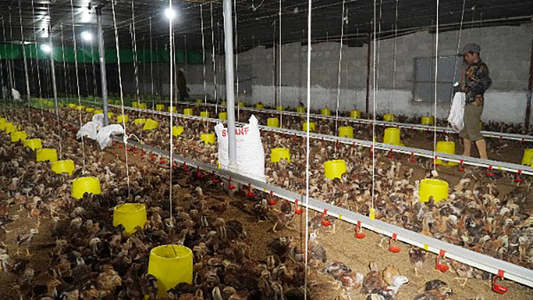 Một trang trại liên kết chăn nuôi gà quy mô lớn tại xã Cam Thành, Cam Lộ -Ảnh: Anh Vũ