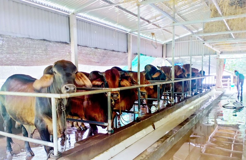 Mô hình nuôi bò nhốt chuồng vỗ béo của nhiều người dân xã Gio An đang gặp khó khăn trong khâu tiêu thụ - Ảnh: T.L