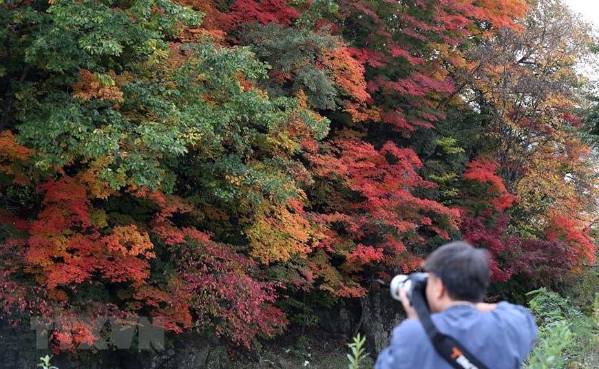 Du khách chụp ảnh lá Thu tại tỉnh Gangwon, Hàn Quốc, ngày 2/10/2022. (Ảnh: THX/ TTXVN)