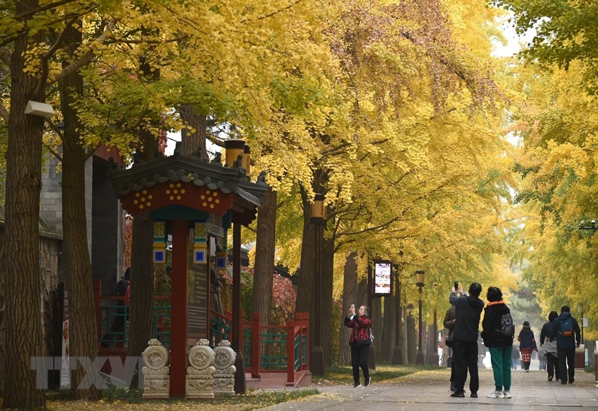 Người dân ngắm cảnh đẹp mùa Thu tại công viên ở Bắc Kinh, Trung Quốc, ngày 26/10/2022. (Ảnh: THX/ TTXVN)