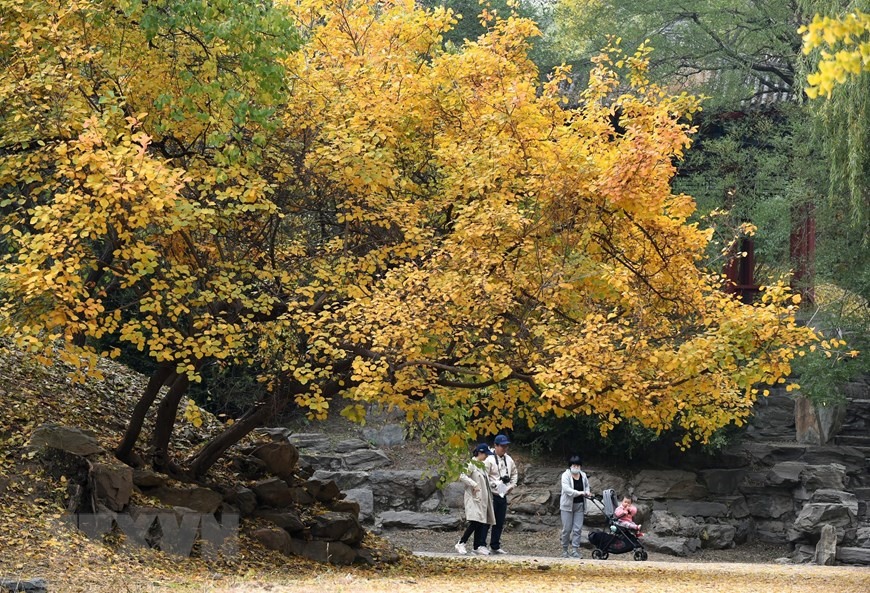 Sắc thu vàng trong công viên tại Bắc Kinh, Trung Quốc, ngày 26/10/2022. (Ảnh: THX/TTXVN)
