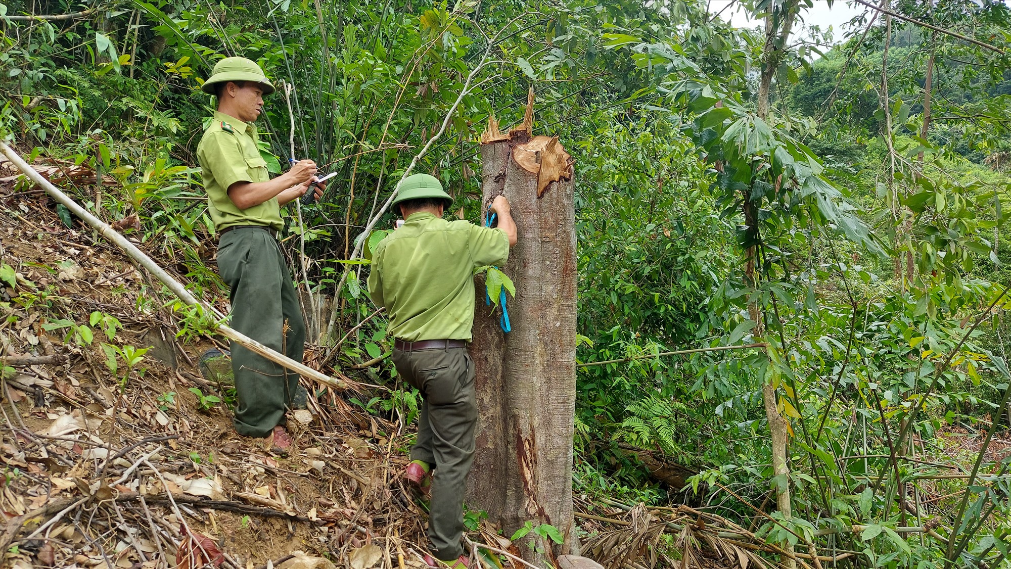 Lực lượng kiểm lâm kiểm tra hiện trường cây rừng tự nhiên bị cưa hạ trái phép tại xã Cam Tuyền - Ảnh: Đ.N