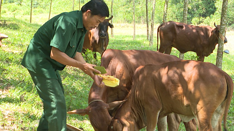 Anh Lê Phước Hoàng chăm sóc đàn bò của gia đình -Ảnh: ANH VŨ