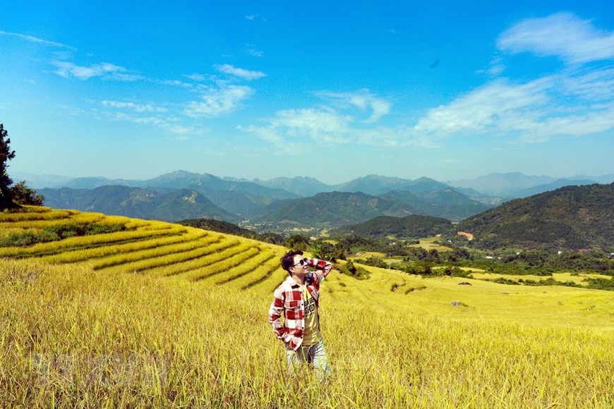 Du khách check-in trên cánh đồng lúa chín vàng rực ở Bình Liêu (Quảng Ninh). (Ảnh: Thanh Vân/TTXVN)
