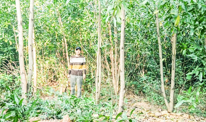 Ông Nguyễn Xuân Hiệp bên thửa đất rừng mà bản án đã buộc di dời toàn bộ tài sản là rừng trồng để giao đất cho ông Trần Kim Ngân - Ảnh: L.M