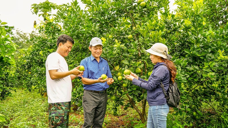 Mô hình trồng thâm canh cam đảm bảo an toàn vệ sinh thực phẩm tại xã Cam Thành cho năng suất từ 4,5 - 5 tấn/ha - Ảnh: L.A