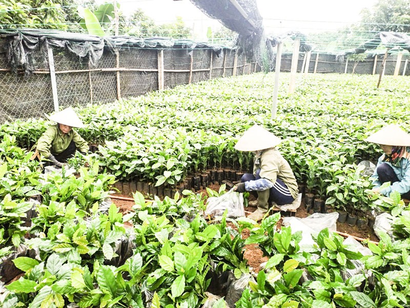 Nguồn giống cây cà phê chè catimor được trồng tại các xã Bắc Hướng Hóa đảm bảo chất lượng - Ảnh: T.C.L