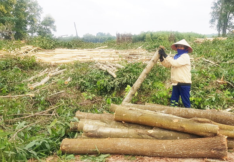 Lao động khai thác rừng trồng tại Quảng Trị hiện rất khan hiếm -Ảnh: TÚ LINH