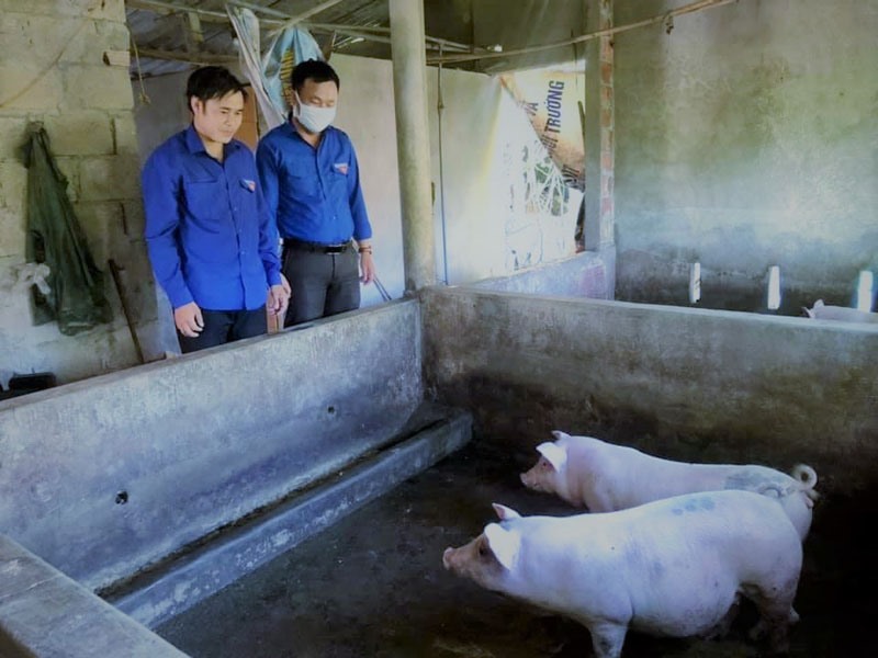 Anh Hồ Minh, Bí thư Xã đoàn Hải Thượng, huyện Hải Lăng (bên trái) khởi nghiệp với mô hình chăn nuôi lợn ở vùng cát xa khu dân cư - Ảnh: ĐV