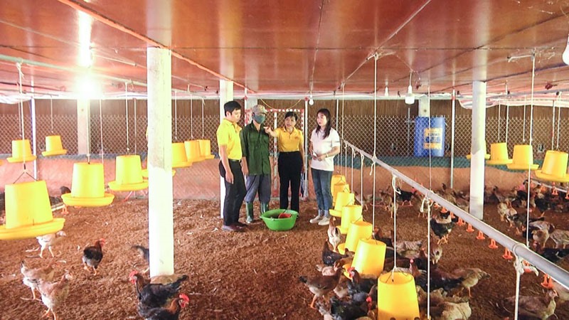 Cán bộ Quỹ TDND Hồ Xá kiểm tra hiệu quả nguồn vốn cho vay tại trang trại nuôi gà của chị Nguyễn Thị Phương Thúy (bên phải)- Ảnh: N.Đ