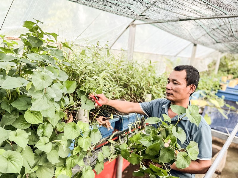 Anh Tạ Quang Hưng thu hoạch rau sạch từ mô hình nuôi cá chình bông và trồng rau thủy canh trong hệ aquaponics - Ảnh: N.T