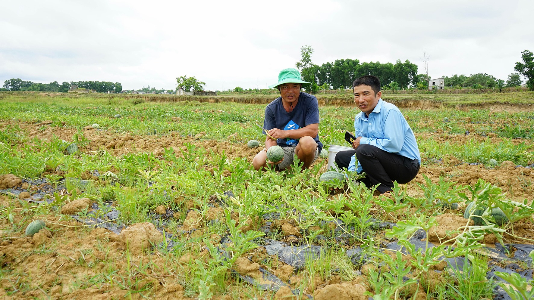 Mô hình chuyển đổi trồng dưa hấu trên đất trồng lúa vụ hè thu tại xã Vĩnh Sơn, huyện Vĩnh Linh cho thu nhập cao gấp 5 – 6 lần so với trồng lúa - Ảnh: L.A