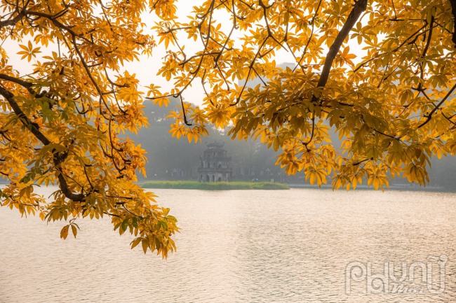 Cây mõ nằm ngay cạnh Hồ Gươm, từ lâu đã trở thành biểu tượng quen thuộc của Hà Nội. Cây mõ đẹp nhất vào thời điểm nở hoa khi mùa xuân tới và khi thay màu lá vào mùa đông.