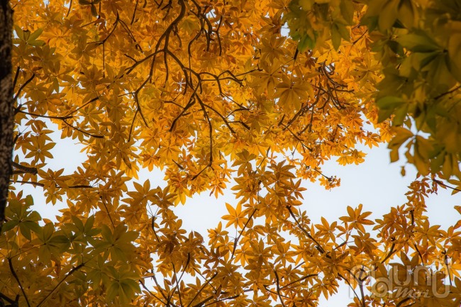 Cứ mỗi đội tháng 12, khi đông về, từng tán lá vàng rực rợp một góc trời, đẹp như khung cảnh mùa thu ở Hàn Quốc hay châu Âu