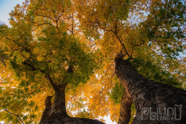 Cây mõ là một trong những cây cổ thụ lâu năm đã trở thành một trong những biểu tượng gắn với Hồ Gươm. Cây có thân cao lớn, xù xì, thân cây to phải đến 3 người ôm mới hết.