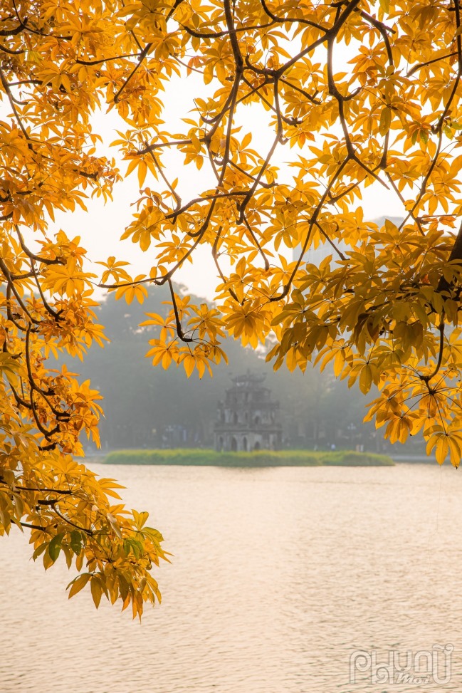 Góc chụp cây mõ hướng ra tháp Rùa như tô điểm thêm vẻ đẹp cổ kính của Hồ Gươm
