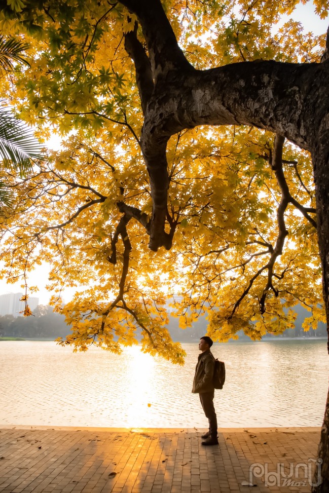 Đứng dưới tán lá vàng kết hợp với ánh nắng hoàng hôn chiếu rọi ngỡ như mùa thu ở châu Âu