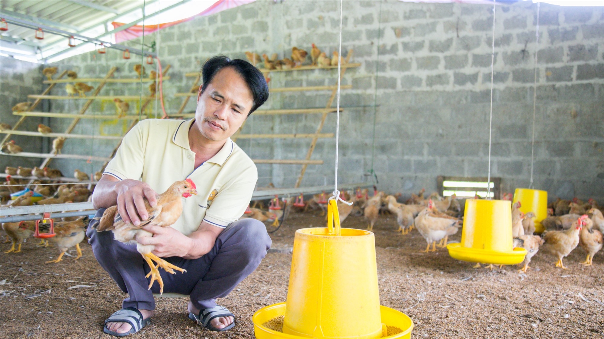 Mô hình chăn nuôi gà an toàn sinh học của anh Vũ Văn Bắc